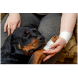 ortopedia para cães de médio porte marcar Parque das Figueiras