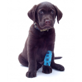 ortopedista de cachorro marcar Serra Azul