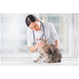 ortopedista para gatos marcar Pitangueiras