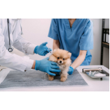 patologia para animais domésticos clínicas Santa Lúcia