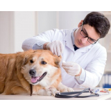 patologia para cachorros Santa Adélia