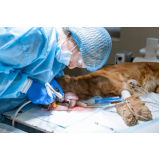 Cirurgia para Animais