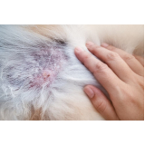 tratamento da dermatite animal marcar Monte Alto