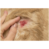 tratamento da dermatite em animais marcar Vila Seixas