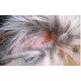 tratamento da dermatite em animais Pontal
