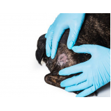 tratamento da dermatite em cães Araraquara