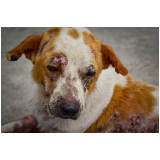 tratamento de dermatite atópica em cães marcar Parque das Figueiras
