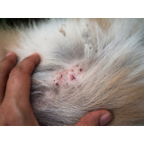 tratamento de dermatite de gato marcar São Simão