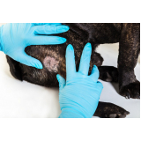 tratamento de dermatite de gato Batatais