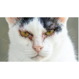 tratamento de dermatite em gatos clínicas Tambaú