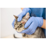 tratamento de dermatite em gatos marcar Vila Lobato