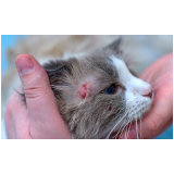 tratamento de dermatite em gatos Vila Esperança