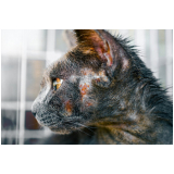 tratamento dermatite atópica em cães marcar Florestan Fernandes
