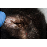 tratamento dermatite atópica em cães Jardim Antártica
