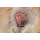tratamento para dermatite atópica em cães marcar Florestan Fernandes