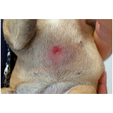 tratamento para dermatite atópica em cães Taiúva