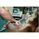 ultrassonografia cachorro São Simão