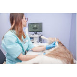 ultrassonografia canina marcar Novaes