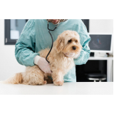 ultrassonografia canina Batatais