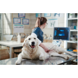 ultrassonografia para cachorro marcar Itubiara