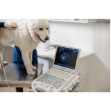 ultrassonografia para cachorro Sertãozinho
