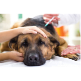 vacina antirrábica para cães marcar Passos