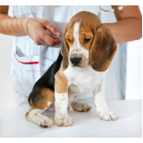 vacina antirrábica para cães Vila Tibério