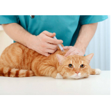 vacina antirrábica para gato Santa Adélia