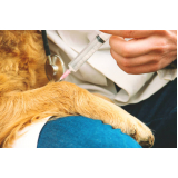 vacina contra raiva em cachorro Serrana