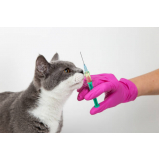 vacina de raiva gato marcar Tabapuã