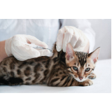 vacina de raiva gato Pouso Alegre