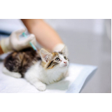 vacina para filhote de gato clínicas Barretos