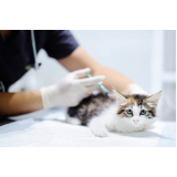 vacina para filhote de gato marcar Américo Brasiliense