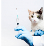 vacina para filhote de gato Taquaritinga