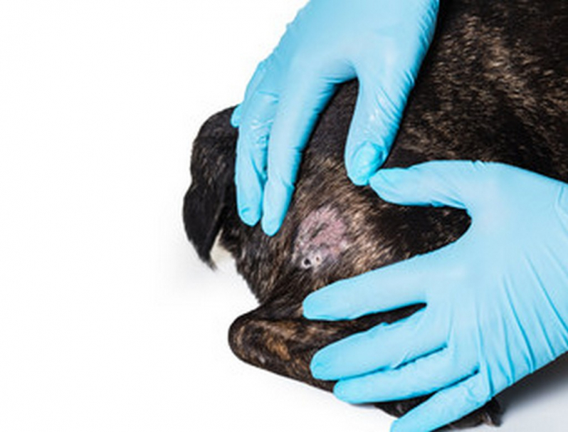 Tratamento da Dermatite Animal Altinópolis - Tratamento Dermatite Atópica em Cães