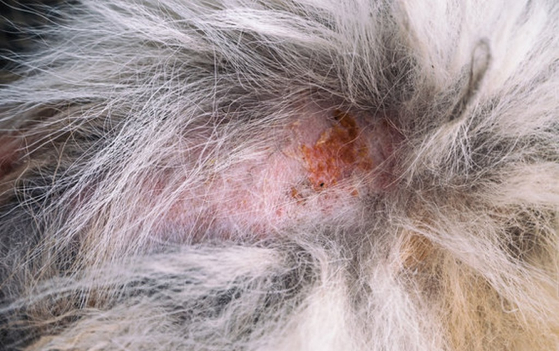Tratamento da Dermatite em Animais Catalão - Tratamento Dermatite Atópica em Cães