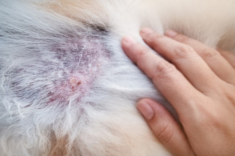 Tratamento da Dermatite em Cães Marcar Leblon - Tratamento para Dermatite Atópica em Cães
