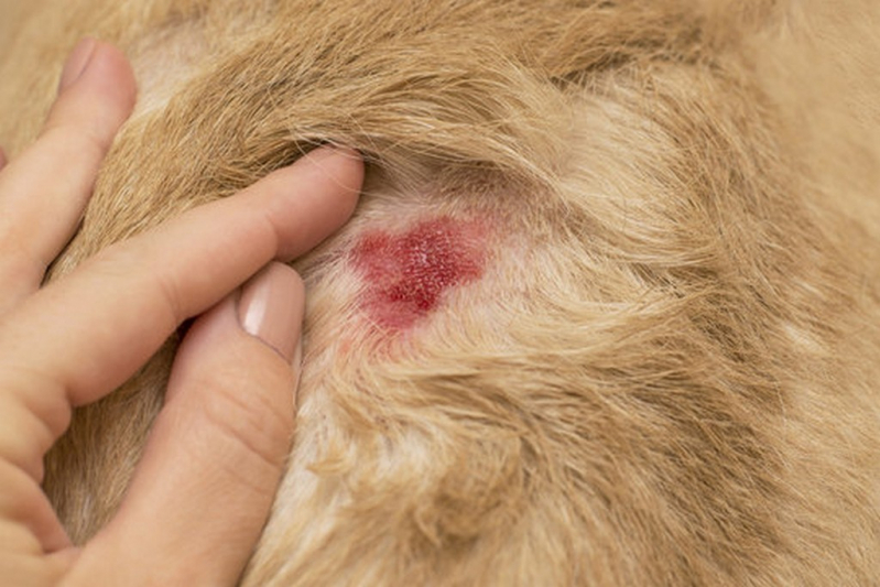 Tratamento da Dermatite para Cães Marcar Matão - Tratamento da Dermatite Animal