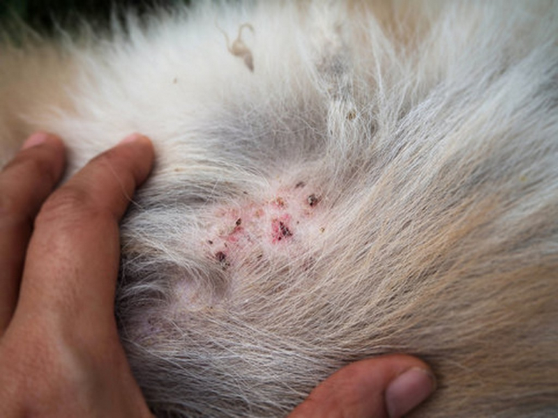 Tratamento de Dermatite de Gato Marcar Divinópolis - Dermatite Atópica em Cães Tratamento