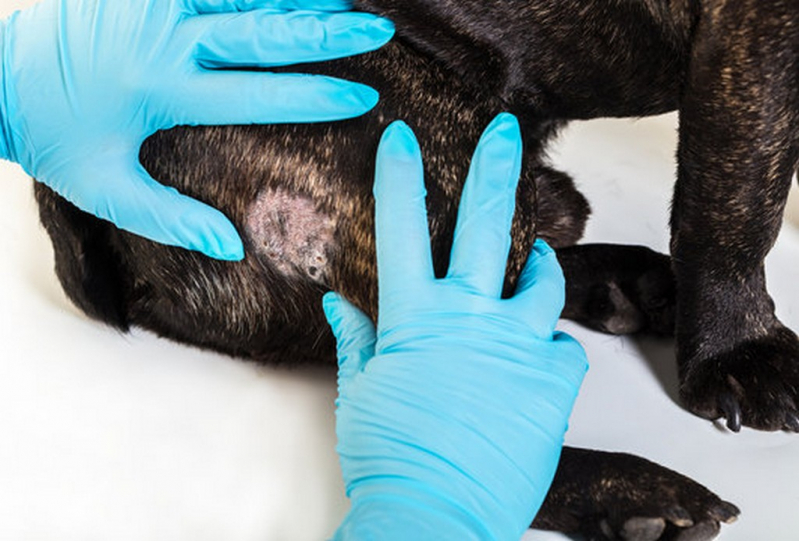 Tratamento de Dermatite de Gato São Carlos - Tratamento da Dermatite em Cães São Paulo