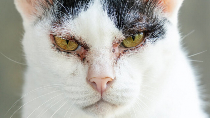 Tratamento de Dermatite em Gatos Clínicas Tambaú - Tratamento da Dermatite em Cães