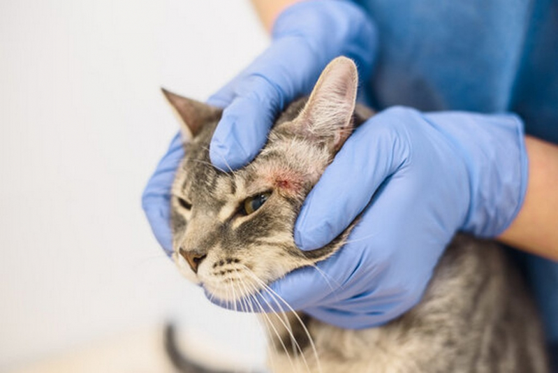 Tratamento de Dermatite em Gatos Marcar Santa Ernestina - Tratamento de Dermatite em Gatos