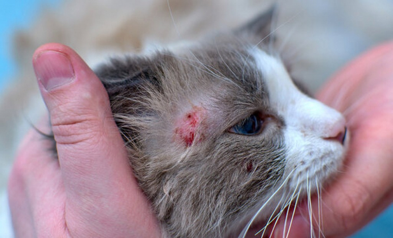 Tratamento de Dermatite em Gatos Luís Antônio - Tratamento Dermatite Atópica em Cães