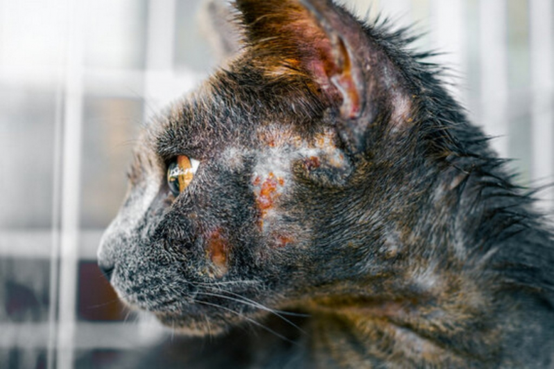 Tratamento Dermatite Atópica em Cães Marcar Santa Rita do Passa Quatro - Tratamento Dermatite Atópica em Cães