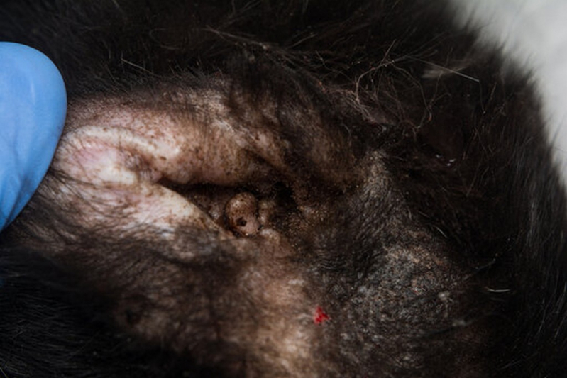 Tratamento Dermatite Atópica em Cães Jaboticabal - Dermatite Atópica em Cães Tratamento