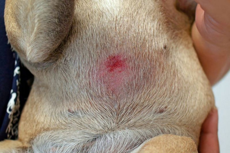 Tratamento para Dermatite Atópica em Cães Varginha - Dermatite Atópica em Cães Tratamento