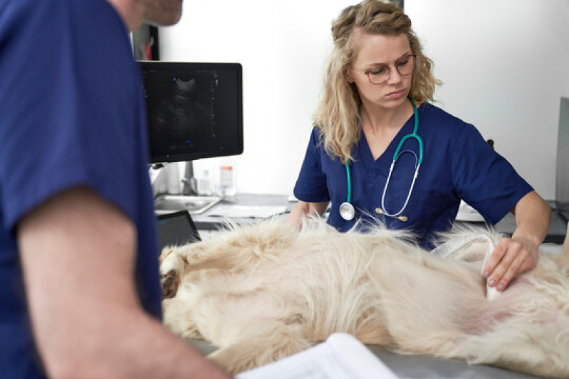 Ultrassom Animais Barretos - Ultrassonografia Canina