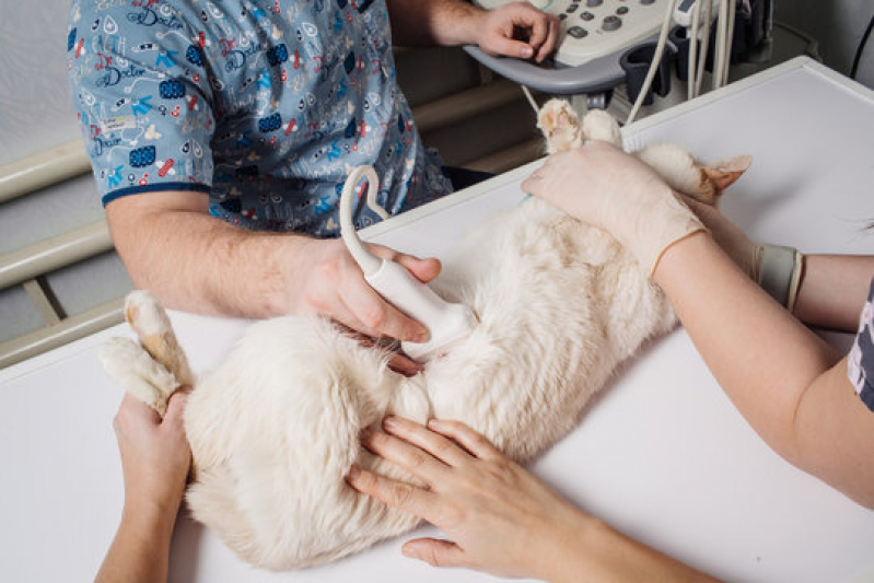 Ultrassom de Cachorro Marcar Taquaritinga - Ultrassonografia para Cachorro