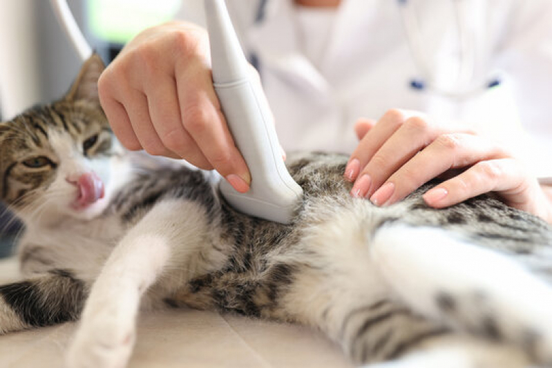 Ultrassom Gato Marcar Garça - Ultrassonografia para Cachorro