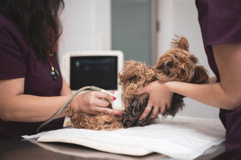 Ultrassom para Animais Marcar Sumaré - Ultrassonografia Canina